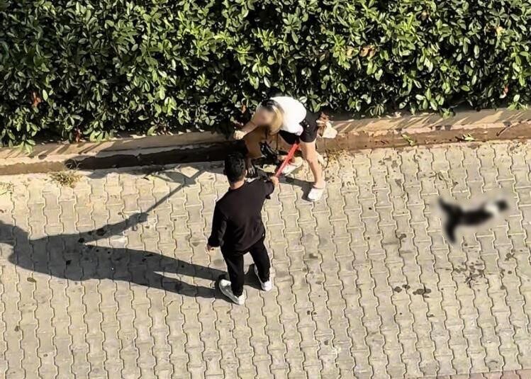Adana’da, sahibinin ağızlıksız dolaştırdığı pitbull cinsi köpeğin sokaktaki kediyi parçalayarak