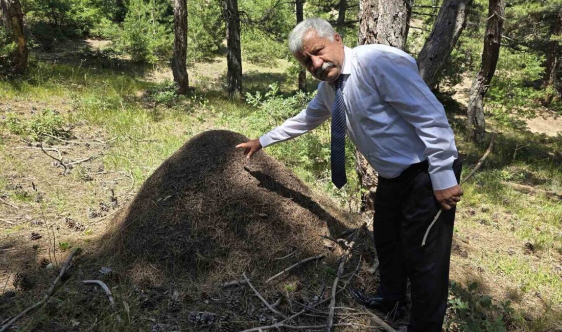 Yozgat’ın Çekerek ilçesine bağlı Demircialan köyü ormanlarında bulunan ve yükseklikleri
