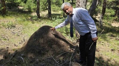 Yozgat’ın Çekerek ilçesine bağlı Demircialan köyü ormanlarında bulunan ve yükseklikleri