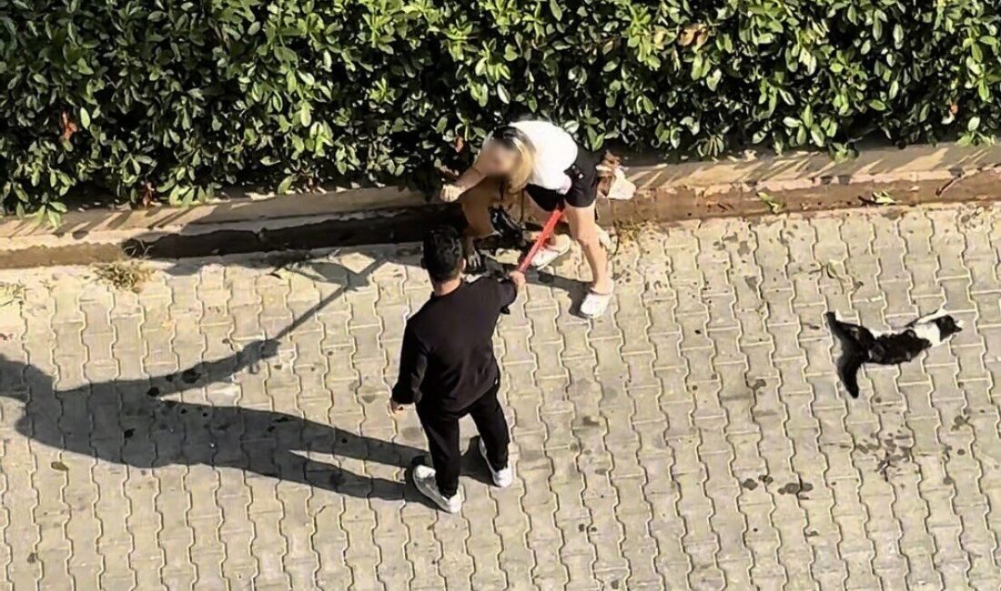 Adana’da, sahibi tarafından tasmalı olmayan bir Pitbull cinsi köpek, sokaktaki