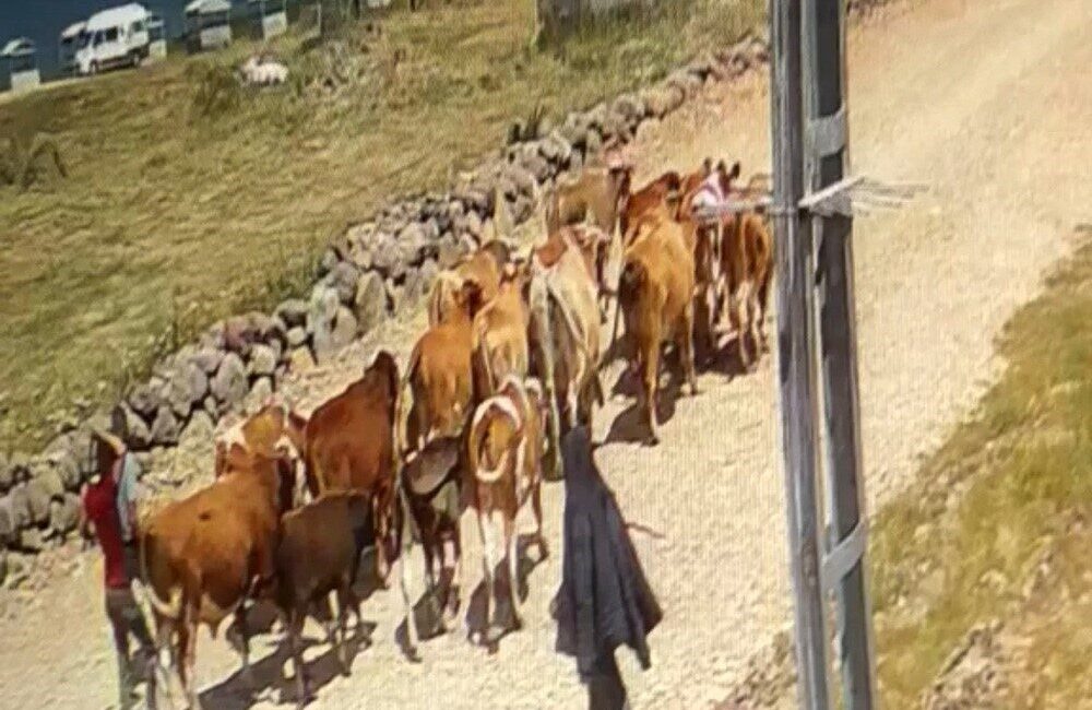 Ağrı’da meydana gelen 22 büyükbaş hayvan hırsızlığıyla ilgili soruşturma önemli