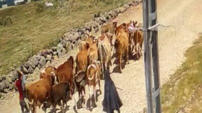 Ağrı’da meydana gelen 22 büyükbaş hayvan hırsızlığıyla ilgili soruşturma önemli