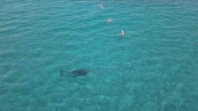 Alanya ilçesine bağlı Konaklı Mahallesi’ndeki plajda dün öğle saatlerinde ilginç