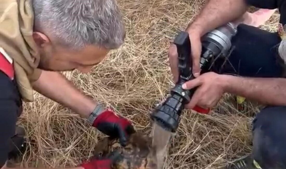 Lice ilçesinde gerçekleşen bir örtü yangınında mahsur kalan bir kaplumbağa,