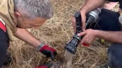 Lice ilçesinde gerçekleşen bir örtü yangınında mahsur kalan bir kaplumbağa,