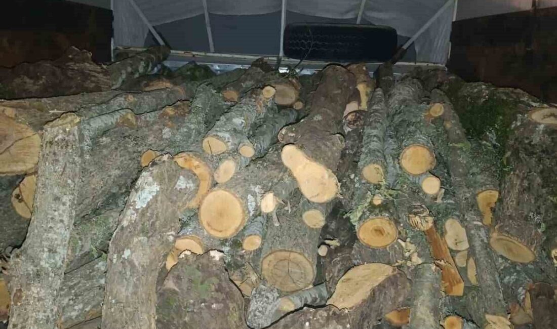 Andırın ilçesinde orman ekipleri tarafından yapılan denetimlerde kaçak olarak kesildiği
