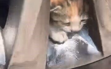 Elazığ’ın Ataşehir Mahallesi’nde, bir aracın tekerleğine sıkışmış 6 kedi, içlerinden