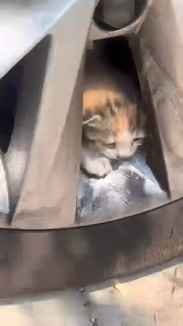 Elazığ’ın Ataşehir Mahallesi’nde, bir aracın tekerleğine sıkışmış 6 kedi, içlerinden