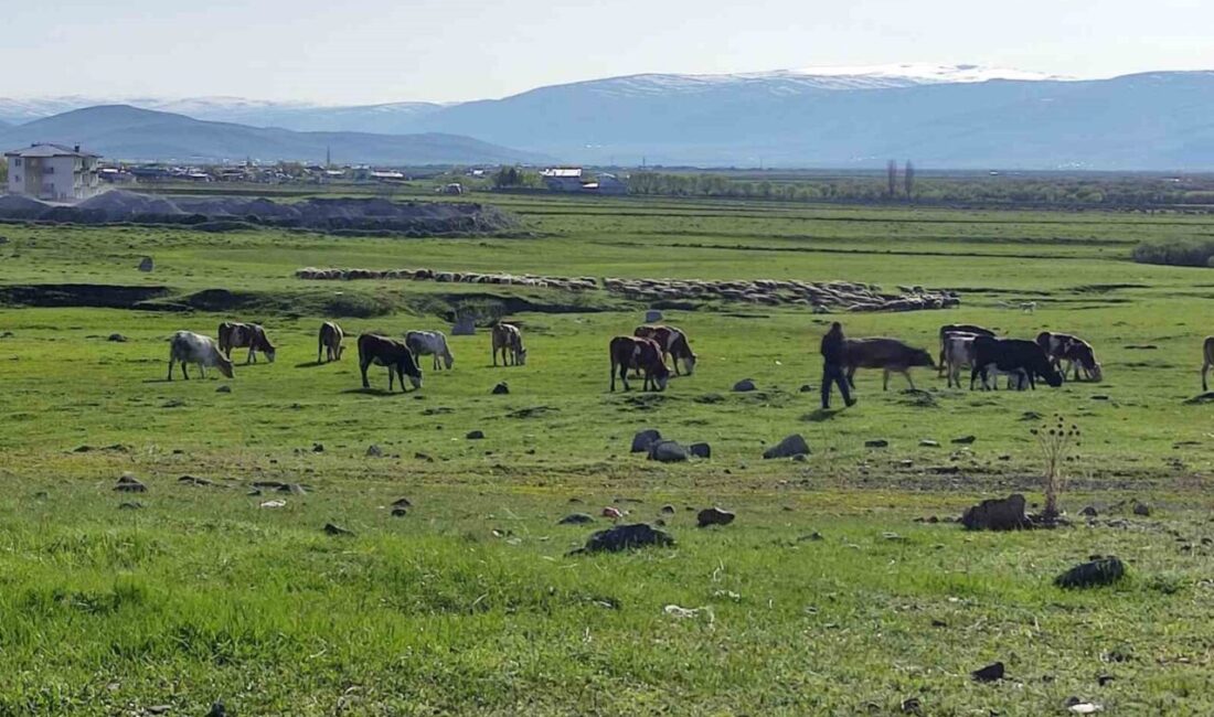 Ardahan ilinde bir işletmede büyükbaş hayvanlarda kuduz virüsü tespit edilmesi