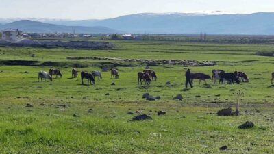 Ardahan ilinde bir işletmede büyükbaş hayvanlarda kuduz virüsü tespit edilmesi