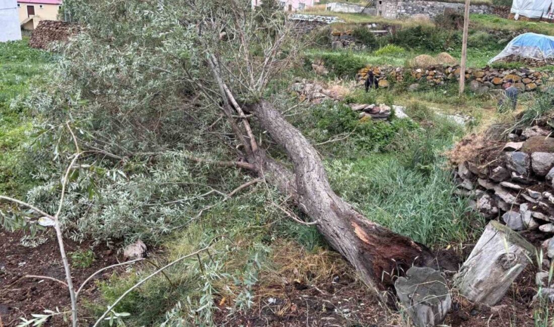 Ardahan’ın Damal ilçesinde şiddetli rüzgarın etkisiyle ağaçlar devrildi. Neyse ki,