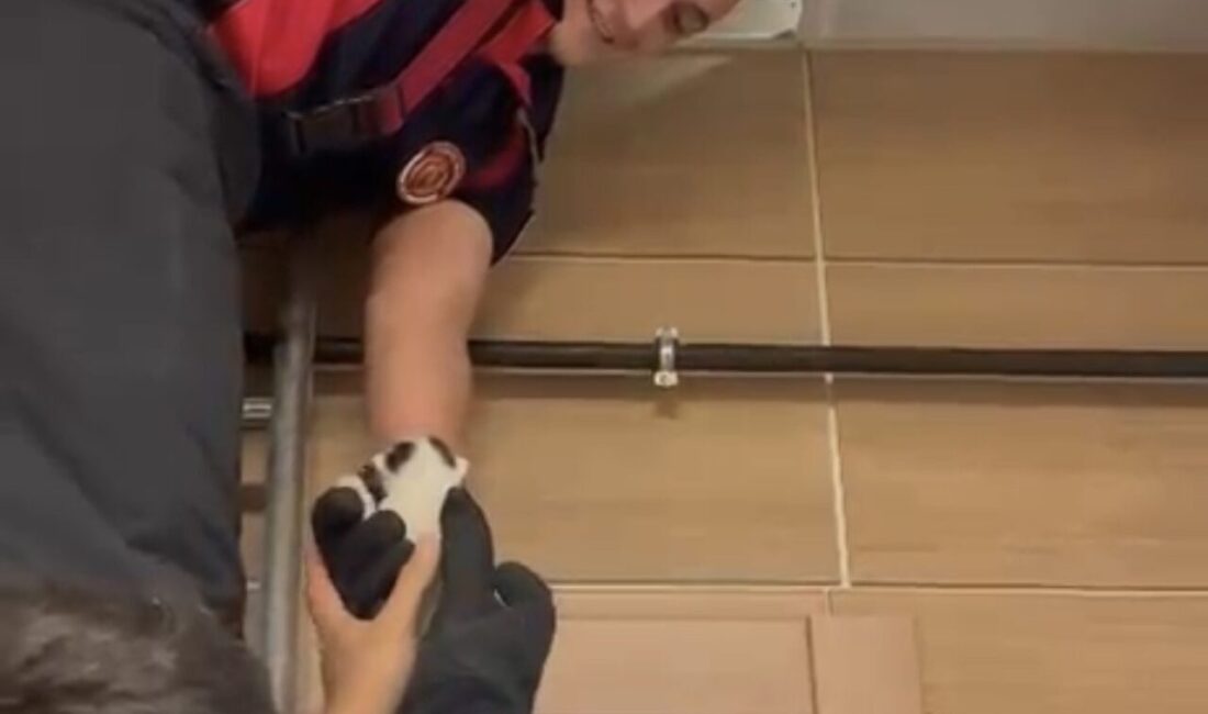 Çankırı’da itfaiye ekibi, bir binanın asma tavanında mahsur kalan yavru