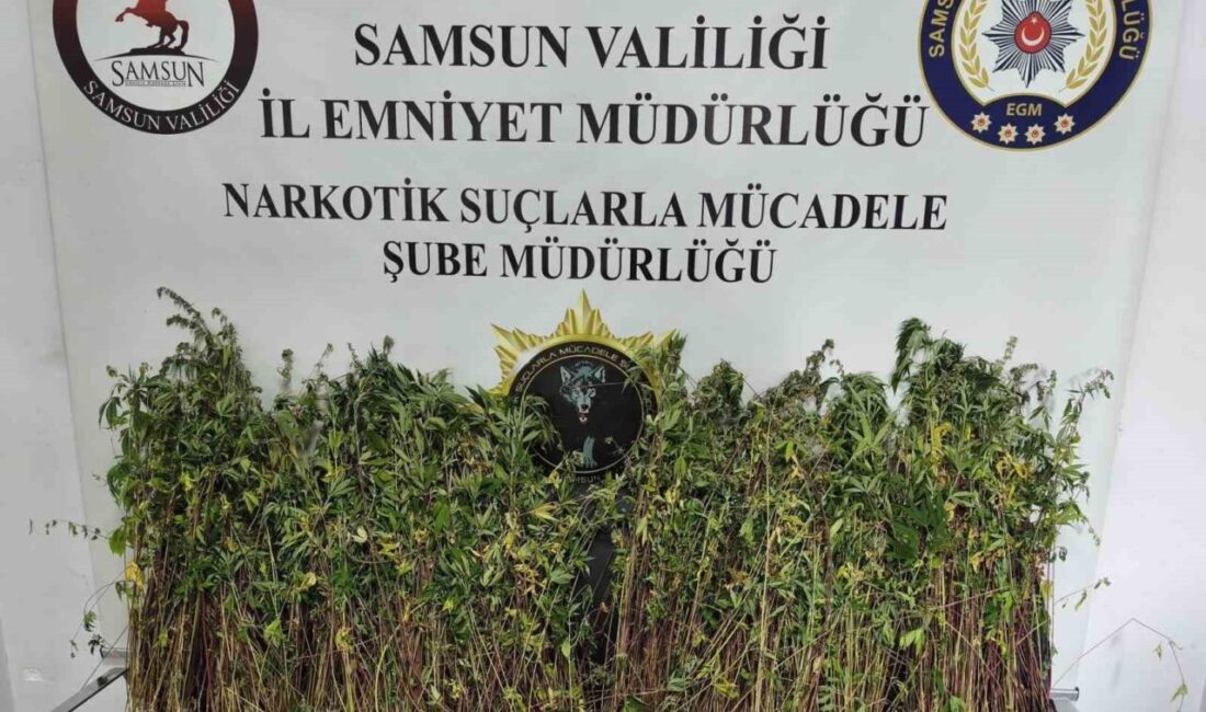 Samsun’un Bafra ilçesinde polis ekipleri tarafından yapılan uyuşturucu operasyonunda bin