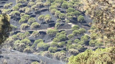 Balıkesir’deki Gömeç yangını dördüncü gününde devam ederken, dün ortaya çıkan