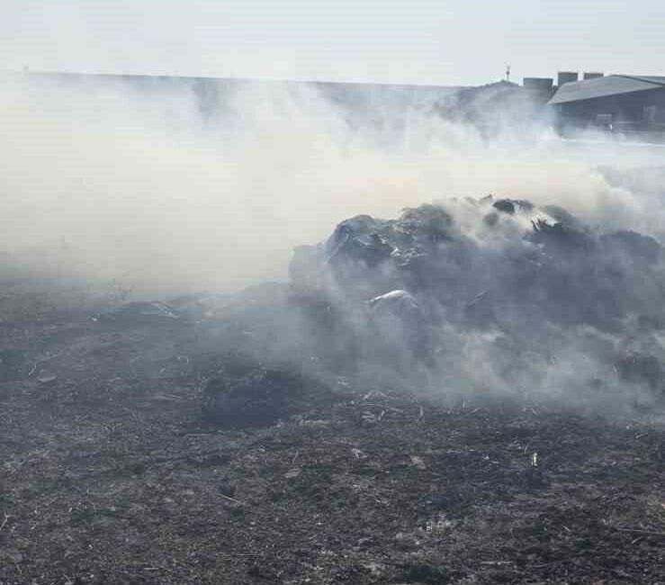 Balıkesir’in Bandırma ilçesine bağlı Külefli Mahallesi kırsalında, besi çiftliği yakınındaki