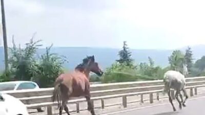 Bursa’nın İnegöl ilçesinde, Bursa-Ankara karayolu üzerinde, başıboş olarak dolaşan iki