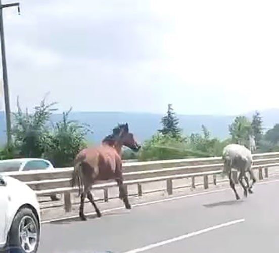 Bursa’nın İnegöl ilçesinde, Bursa-Ankara karayolu üzerinde, başıboş olarak dolaşan iki