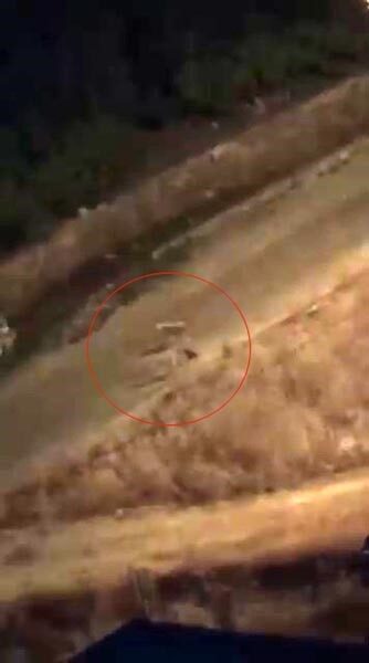 Baykan ilçesinde, cep telefonu kamerasına yansıyan görüntülerde, başıboş köpeklerin bir