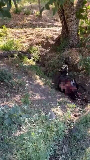 Yarımca köyünde, Baykan ilçesine bağlı bir köyde, bir bahçede bağlı