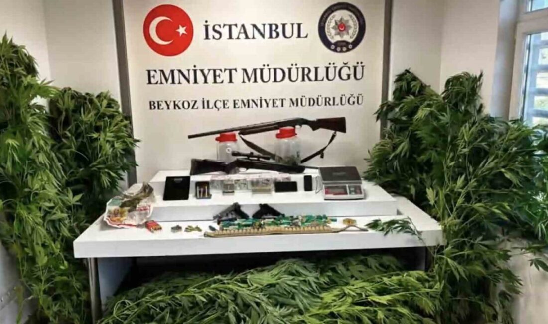 İstanbul Emniyet Müdürlüğü ekipleri, Beykoz ilçesinde gerçekleştirdikleri operasyonda 117 kök
