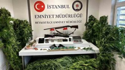 İstanbul Emniyet Müdürlüğü ekipleri, Beykoz ilçesinde gerçekleştirdikleri operasyonda 117 kök