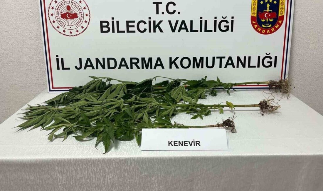 Bilecik’te Örtülü Kenevir Ekimi Operasyonu Sonuçlandı Bilecik İl Jandarma Komutanlığı