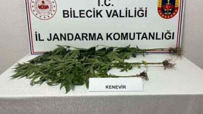 Bilecik’te Örtülü Kenevir Ekimi Operasyonu Sonuçlandı Bilecik İl Jandarma Komutanlığı