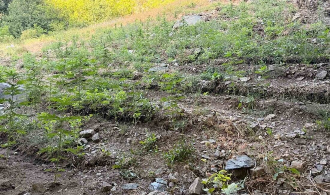 Bingöl’de jandarma ekipleri tarafından son bir haftada yapılan çalışmalarda çeşitli