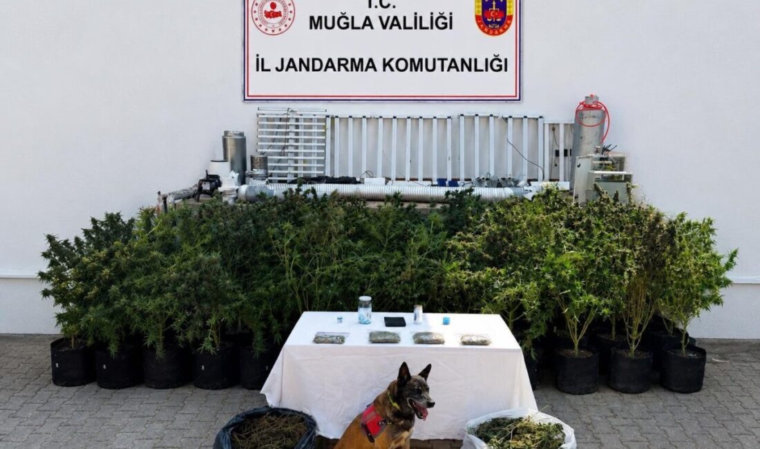 Muğla’nın Bodrum ilçesinde jandarma ekiplerinin gerçekleştirdiği bir operasyonda bir şüphelinin
