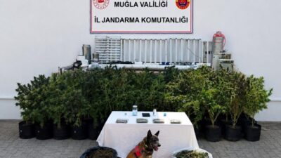 Muğla’nın Bodrum ilçesinde jandarma ekiplerinin gerçekleştirdiği bir operasyonda bir şüphelinin
