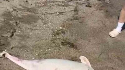 Bursa’nın Karacabey ilçesindeki Boğaz’da son günlerde periyodik olarak meydana gelen
