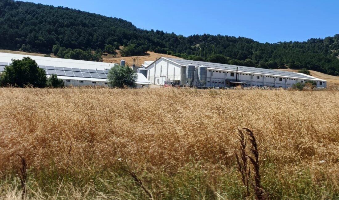 Bolu’nun Mudurnu ilçesindeki bir hindi çiftliğinde güneş enerjisi hattında meydana