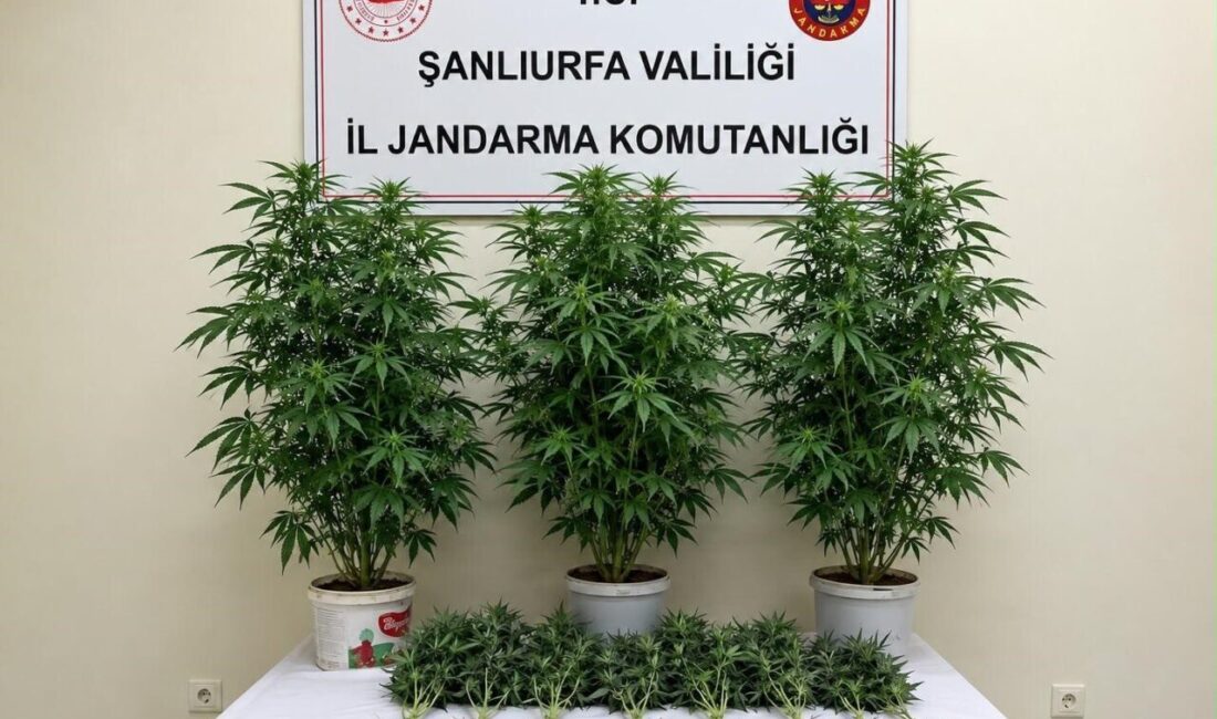 Bozova ilçesinde gerçekleştirilen operasyonda Jandarma ekipleri, kenevir bitkisi ekildiği tespit