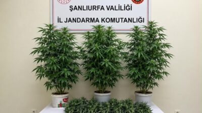 Bozova ilçesinde gerçekleştirilen operasyonda Jandarma ekipleri, kenevir bitkisi ekildiği tespit