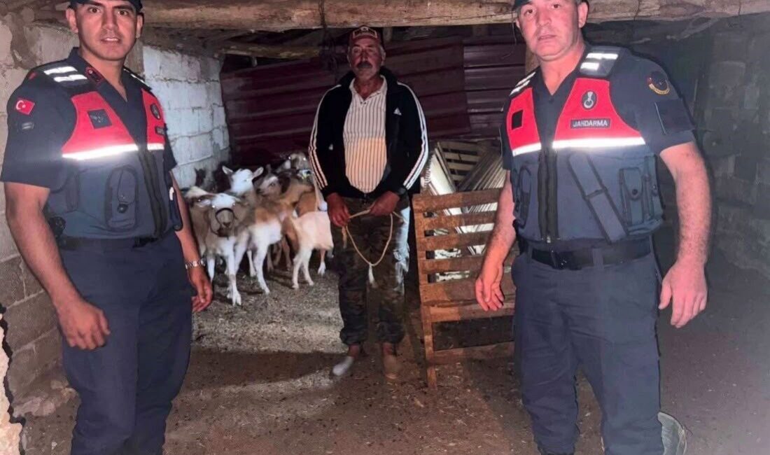 Çanakkale’nin Bayramiç ilçesinde kaybolan 15 küçükbaş hayvan, Jandarma ekipleri tarafından