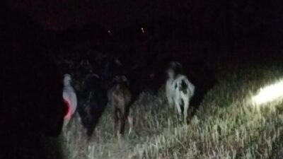 Denizli’nin Çivril ilçesine bağlı İğdir Mahallesi’nde dere yatağında kaybolan keçiler,