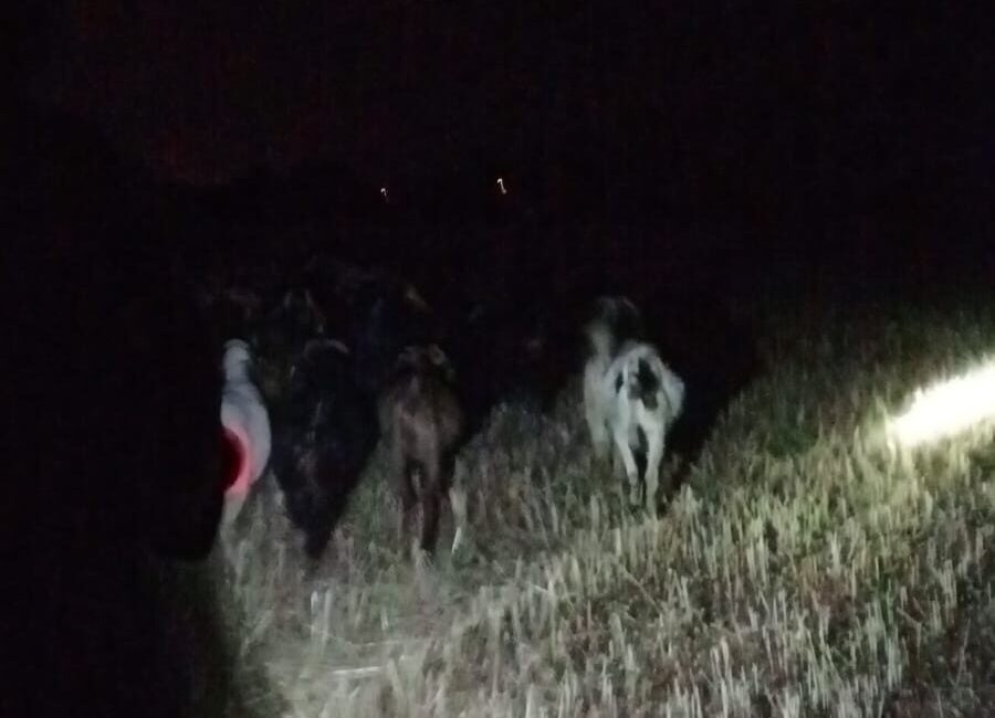 Denizli’nin Çivril ilçesine bağlı İğdir Mahallesi’nde dere yatağında kaybolan keçiler,