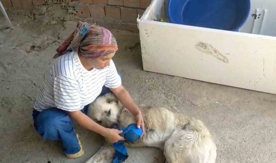 Antalya’nın Serik ilçesinde hayvancılıkla uğraşan Gülşen Torbalı, en büyük yardımcısı
