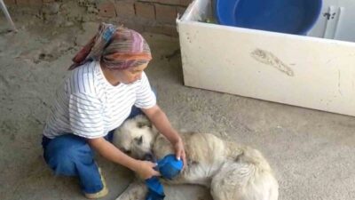 Antalya’nın Serik ilçesinde hayvancılıkla uğraşan Gülşen Torbalı, en büyük yardımcısı