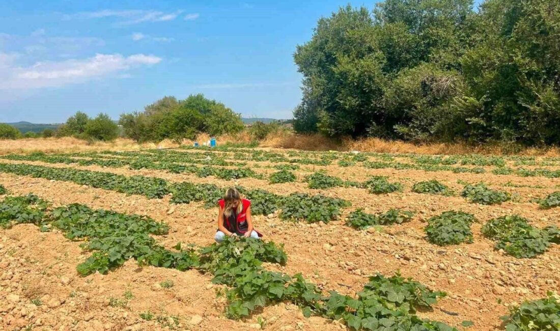 Dazkırı ilçesinde tarımsal üretimde çeşitliliği artırmak ve alternatif ürünlerin potansiyelini