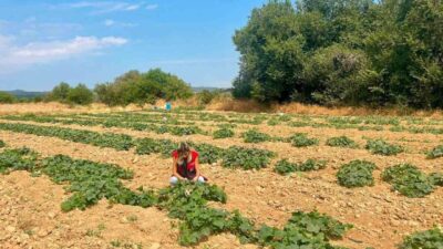 Dazkırı ilçesinde tarımsal üretimde çeşitliliği artırmak ve alternatif ürünlerin potansiyelini
