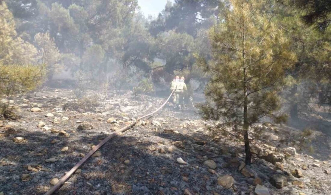 Denizli’nin Bekilli ilçesinde, orman parkı yakınındaki yangın hızlı ve etkili