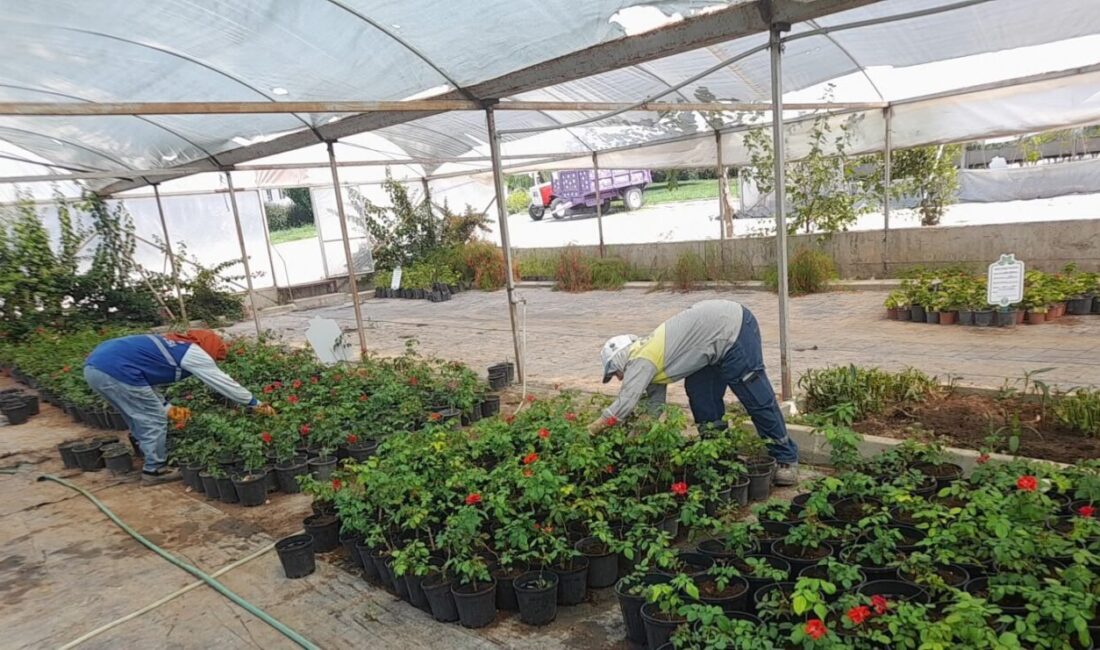 Didim Belediyesi, kent genelindeki peyzaj düzenlemelerinde Akköy Tıbbi Aromatik Bitkiler