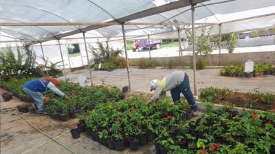 Didim Belediyesi, kent genelindeki peyzaj düzenlemelerinde Akköy Tıbbi Aromatik Bitkiler