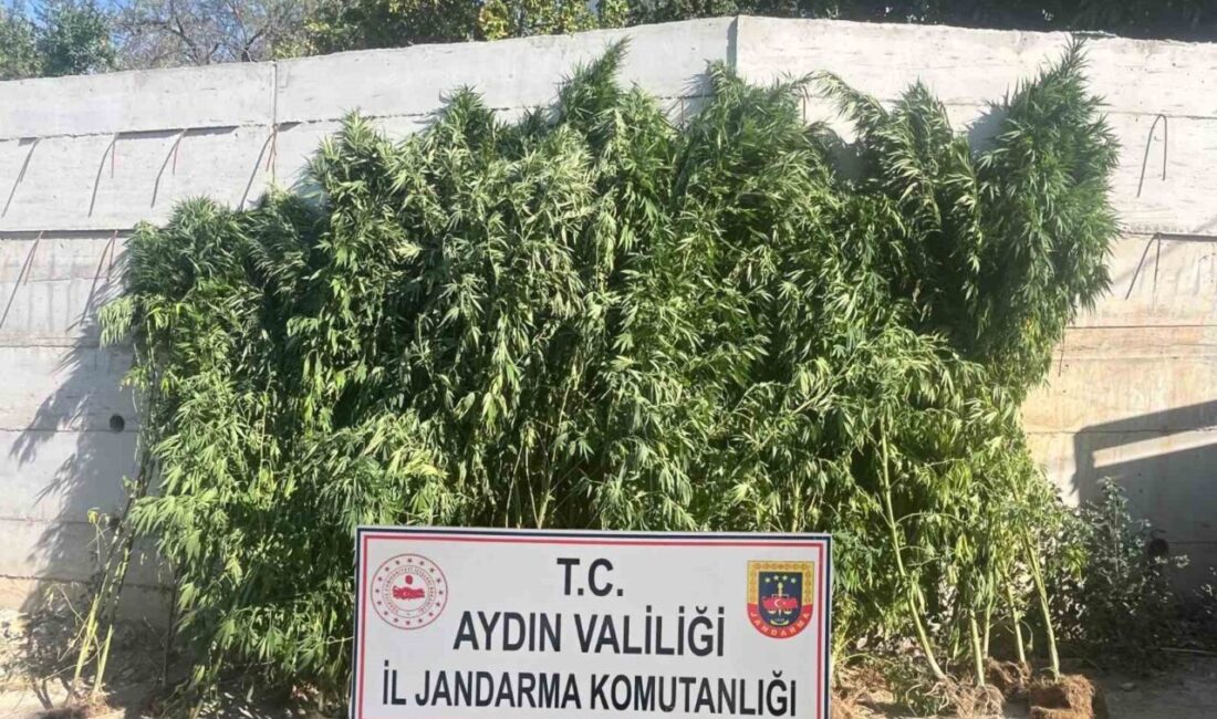 Aydın’ın Efeler ilçesinde ikamet eden bir şüpheli, evinde kenevir yetiştirdiği