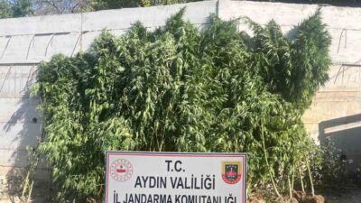 Aydın’ın Efeler ilçesinde ikamet eden bir şüpheli, evinde kenevir yetiştirdiği