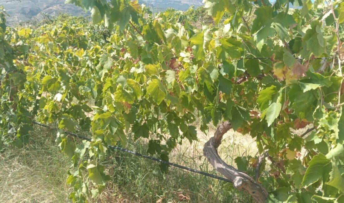 Buldan ilçesindeki bir üzüm bağına giren hırsızlar, yaklaşık iki ton