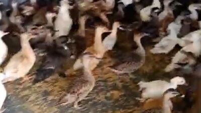 Enez ilçesinde düzenlenen operasyonda, 257 yabani kanatlı kuşun ticareti yapıldığı