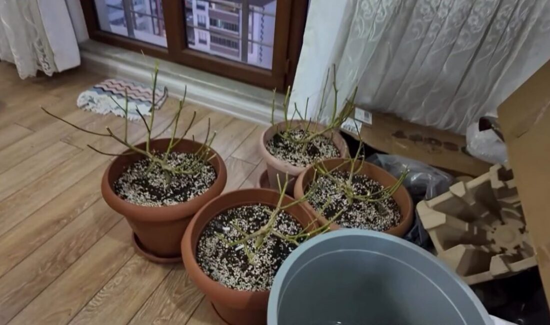 Kastamonu’da bir apartman dairesinde, evinde iklimlendirme sistemi kurarak uyuşturucu ürettiği