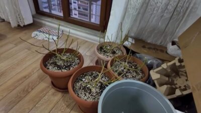 Kastamonu’da bir apartman dairesinde, evinde iklimlendirme sistemi kurarak uyuşturucu ürettiği
